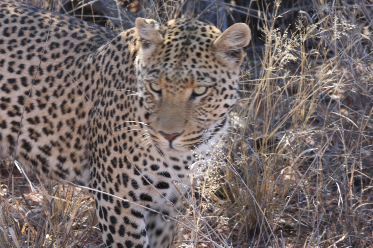 [2092] 2016_06_22_04_07_12_Africa_Canon_EOS_40D_IMG__07948.jpg