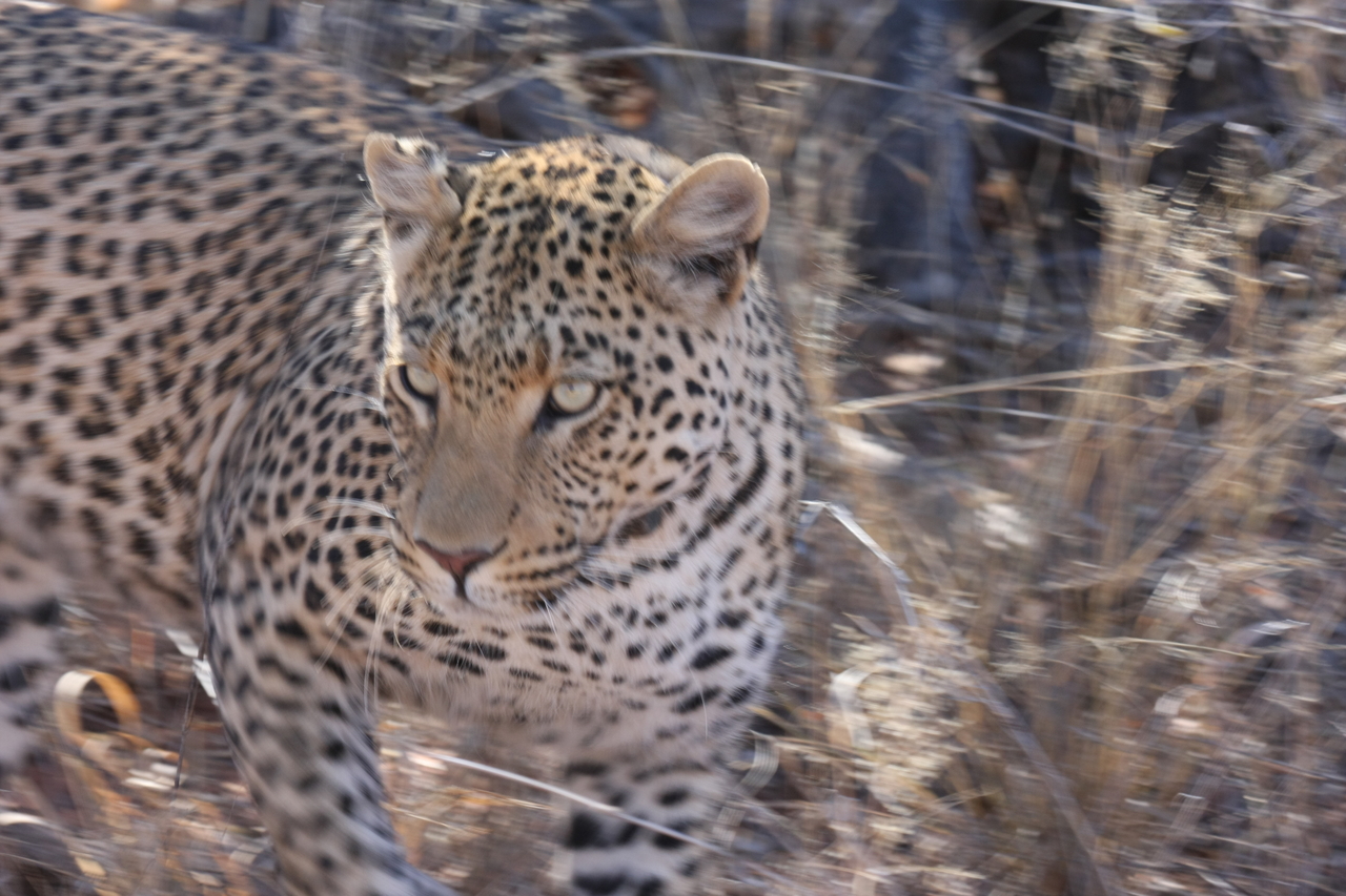 [2093] 2016_06_22_04_07_12_Africa_Canon_EOS_40D_IMG__07949.jpg