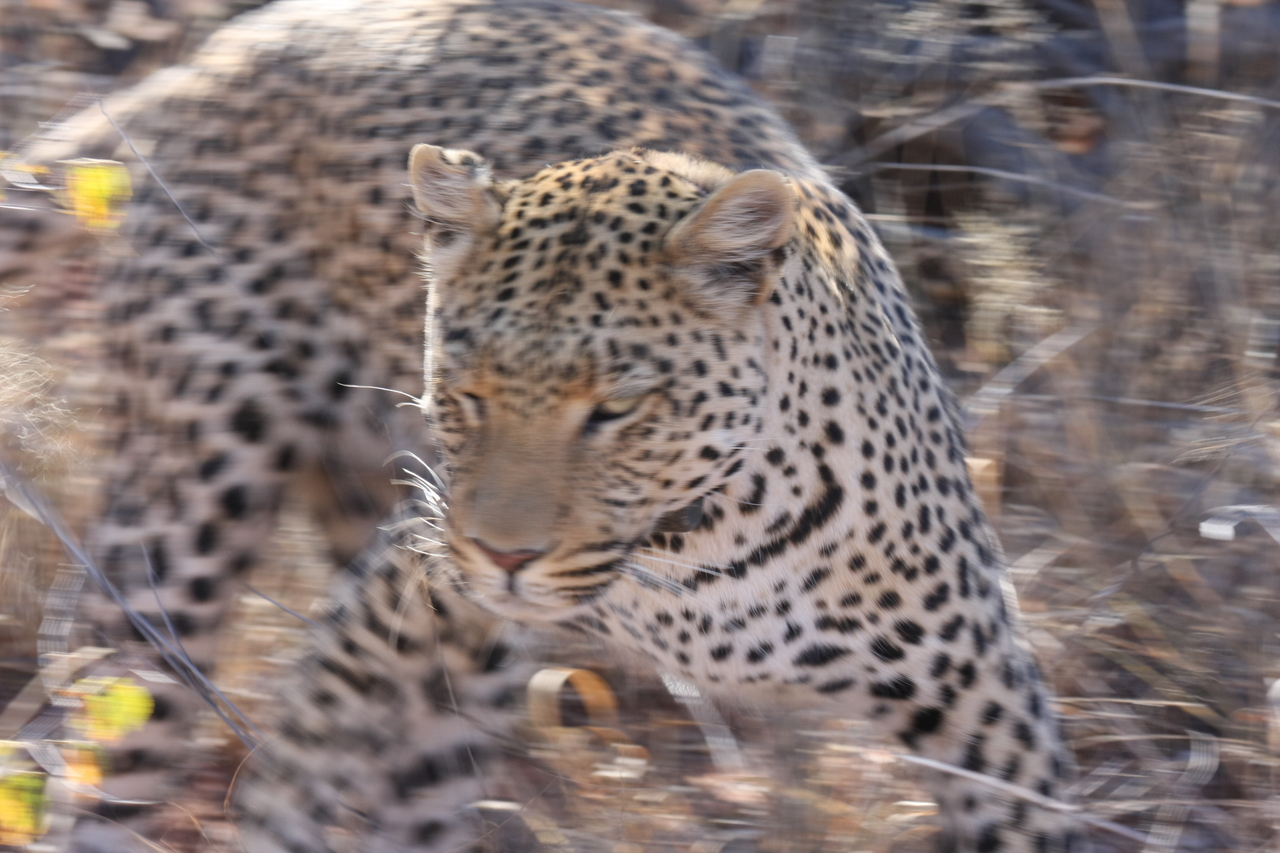 [2094] 2016_06_22_04_07_13_Africa_Canon_EOS_40D_IMG__00484.jpg
