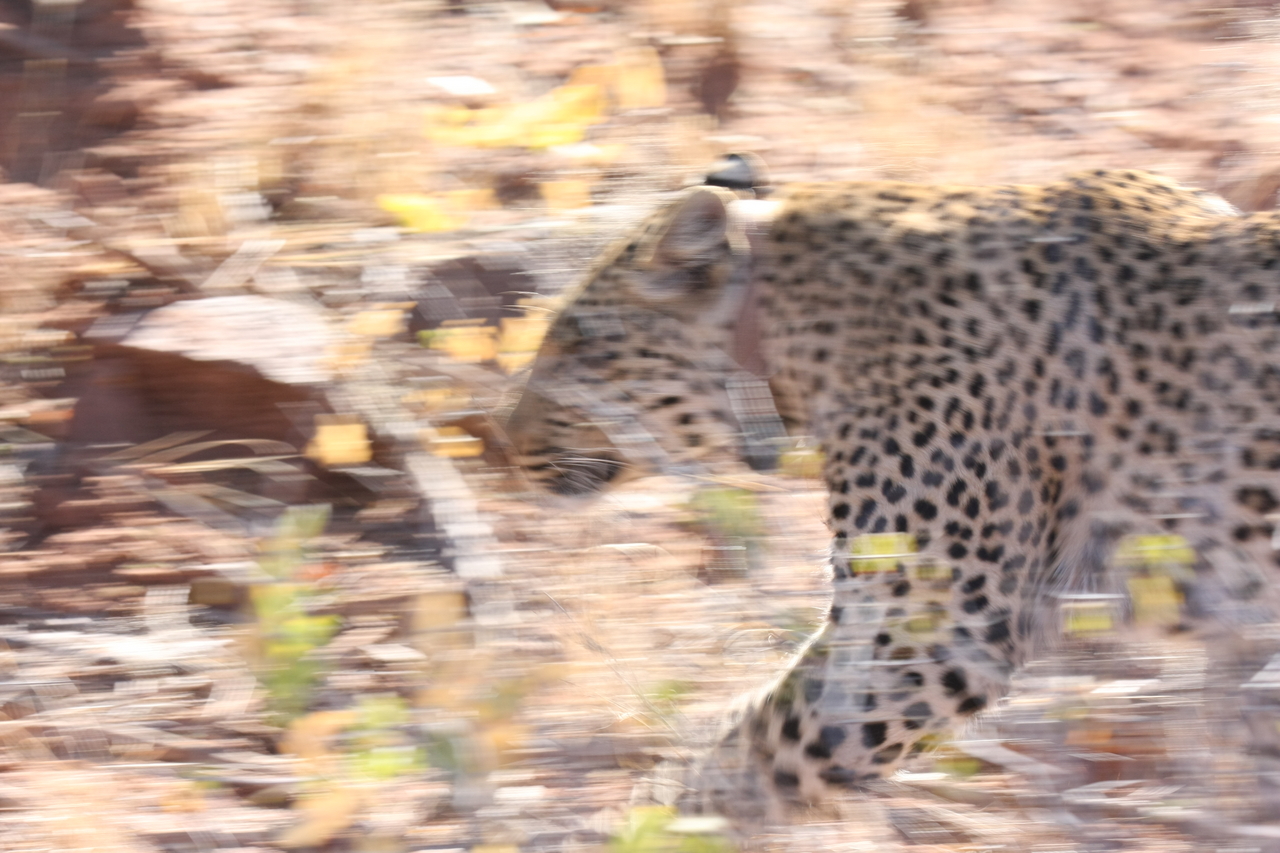 [2114] 2016_06_22_04_07_15_Africa_Canon_EOS_40D_IMG__07956.jpg