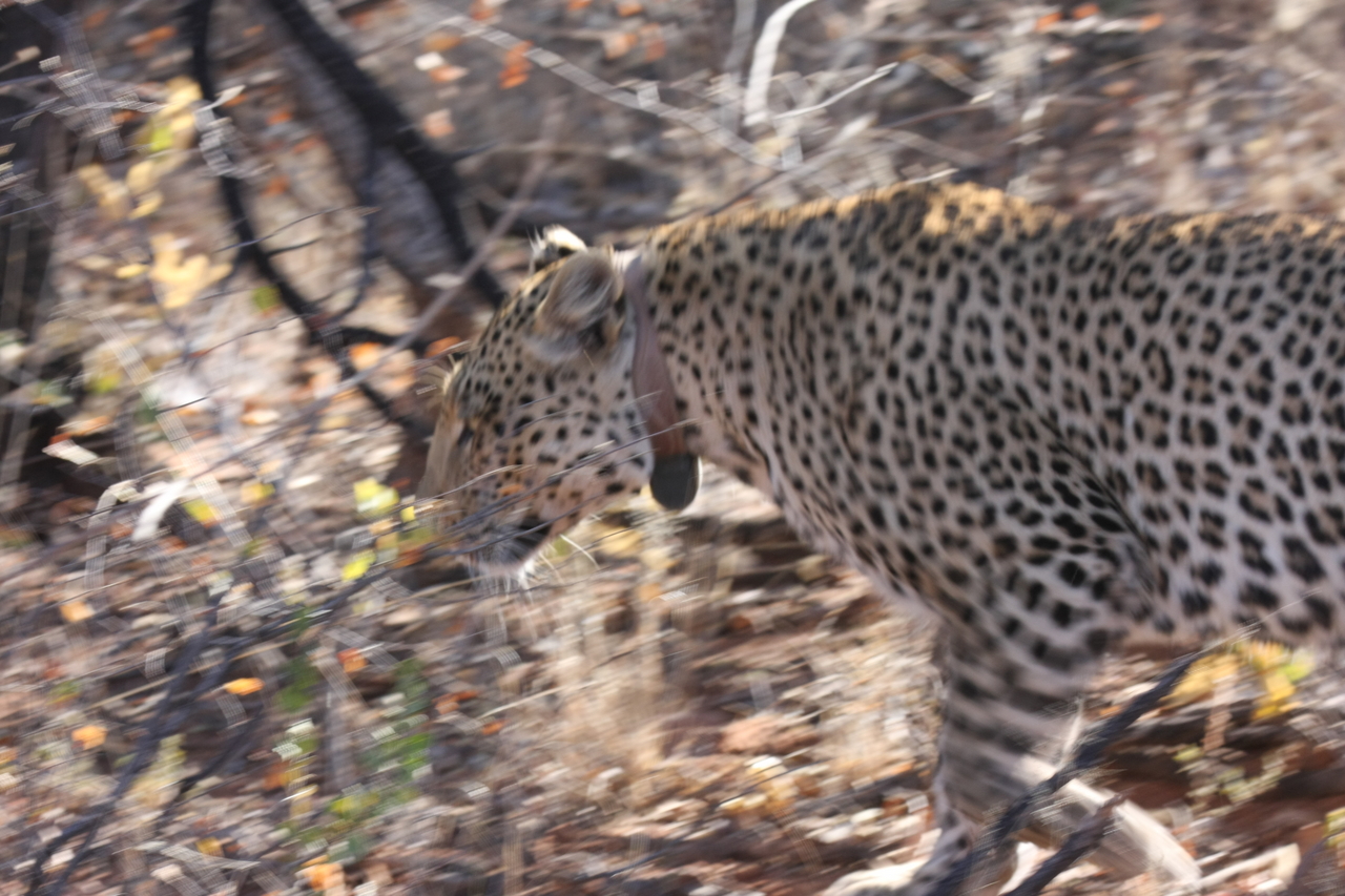 [2117] 2016_06_22_04_07_18_Africa_Canon_EOS_40D_IMG__07957.jpg