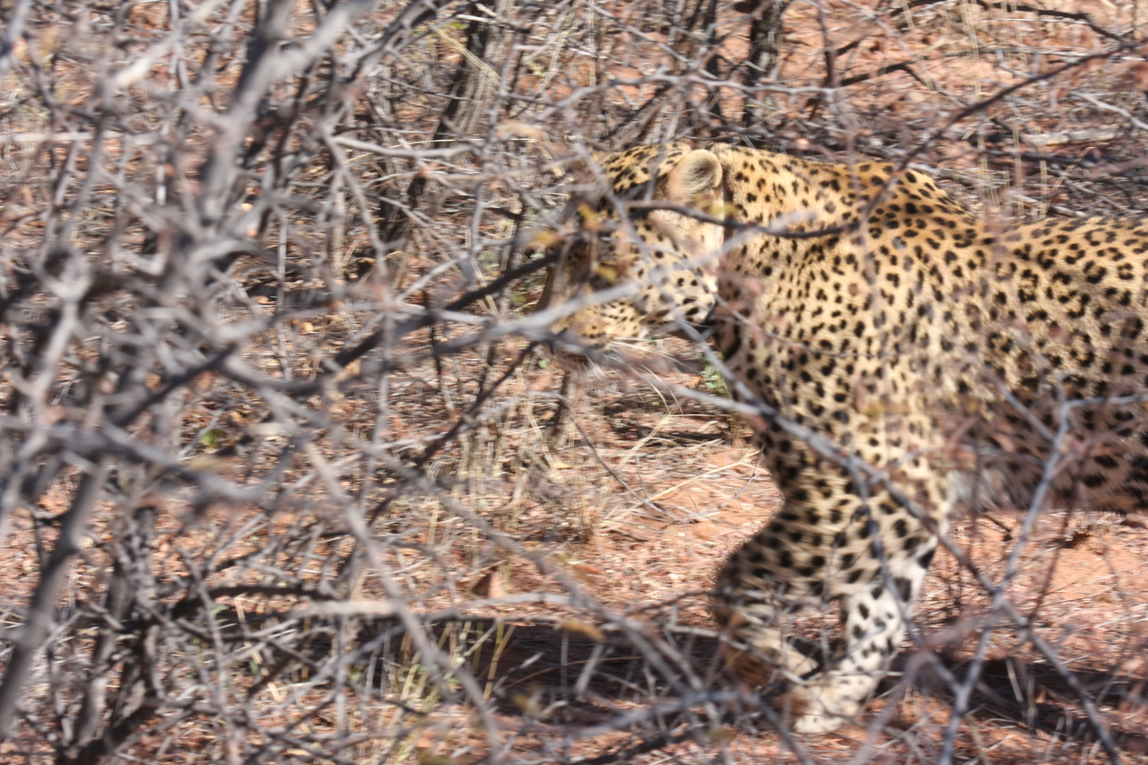 [2121] 2016_06_22_04_07_35_Africa_Canon_EOS_40D_IMG__00493.jpg