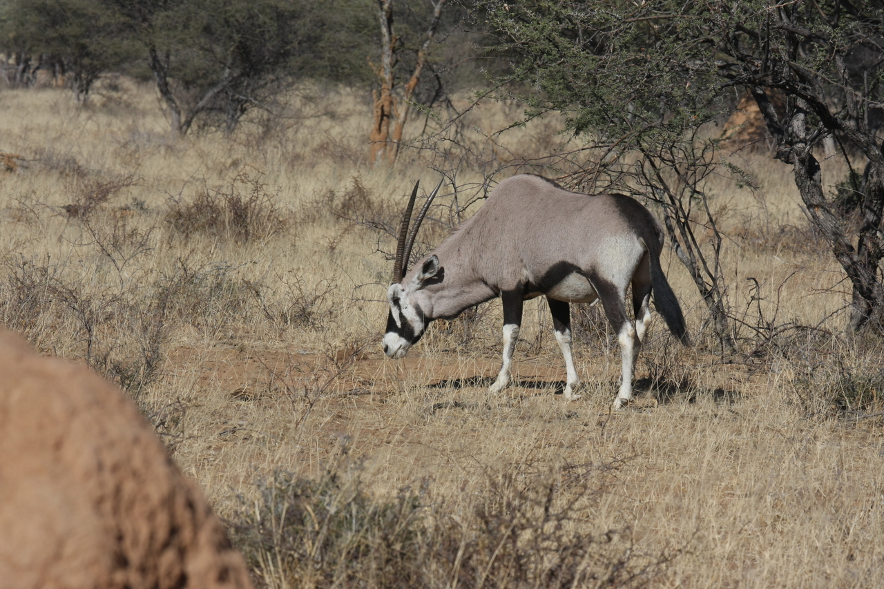 [2138] 2016_06_22_04_20_57_Africa_Canon_EOS_40D_IMG__00516.jpg
