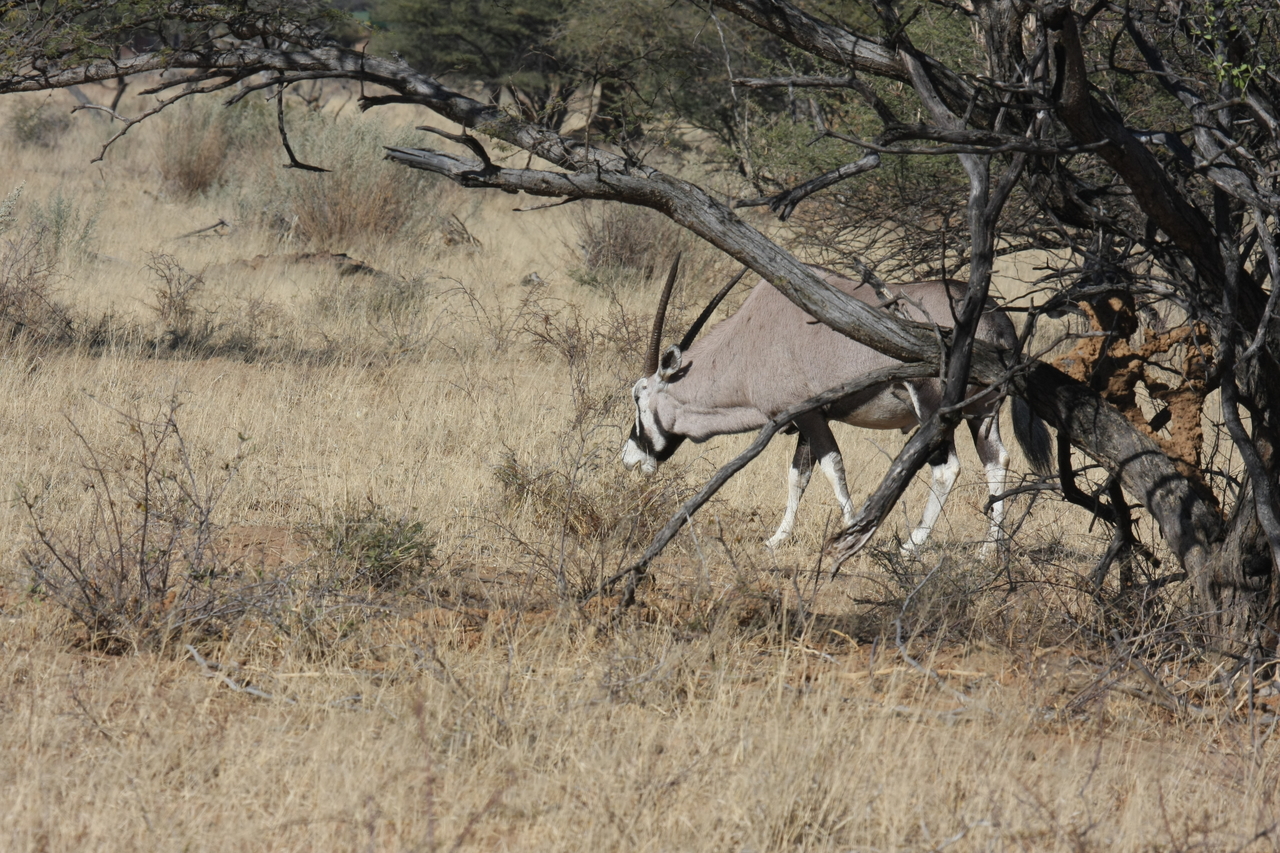 [2144] 2016_06_22_04_21_54_Africa_Canon_EOS_40D_IMG__00518.jpg