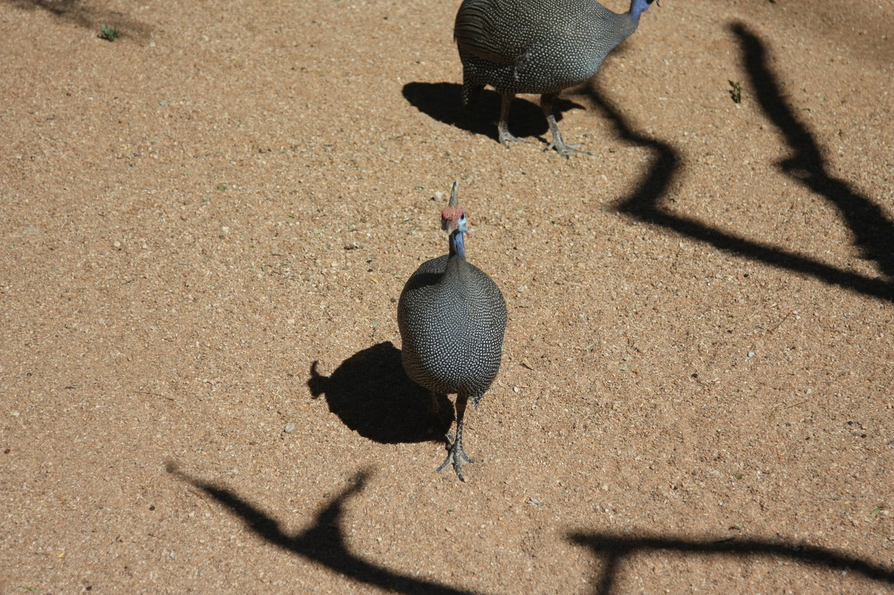 [2296] 2016_06_22_07_41_36_Africa_Canon_EOS_40D_IMG__00520.jpg