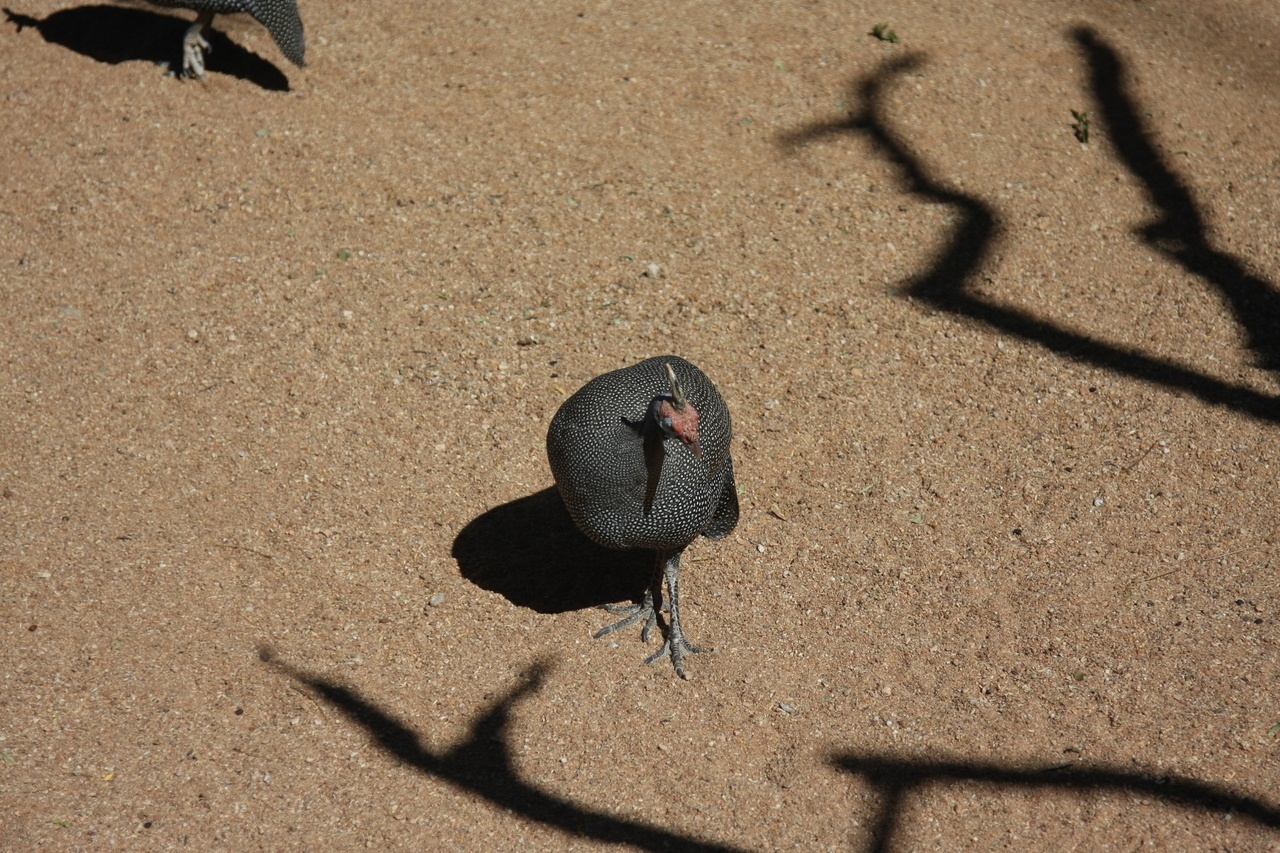 [2306] 2016_06_22_07_41_44_Africa_Canon_EOS_40D_IMG__07988.jpg