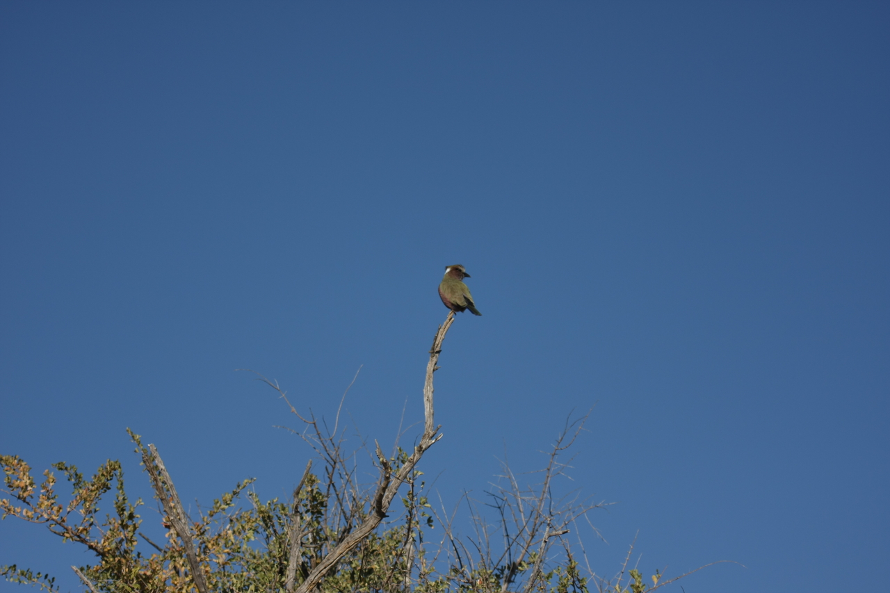 [2541] 2016_06_22_10_29_07_Africa_Canon_EOS_40D_IMG__00531.jpg