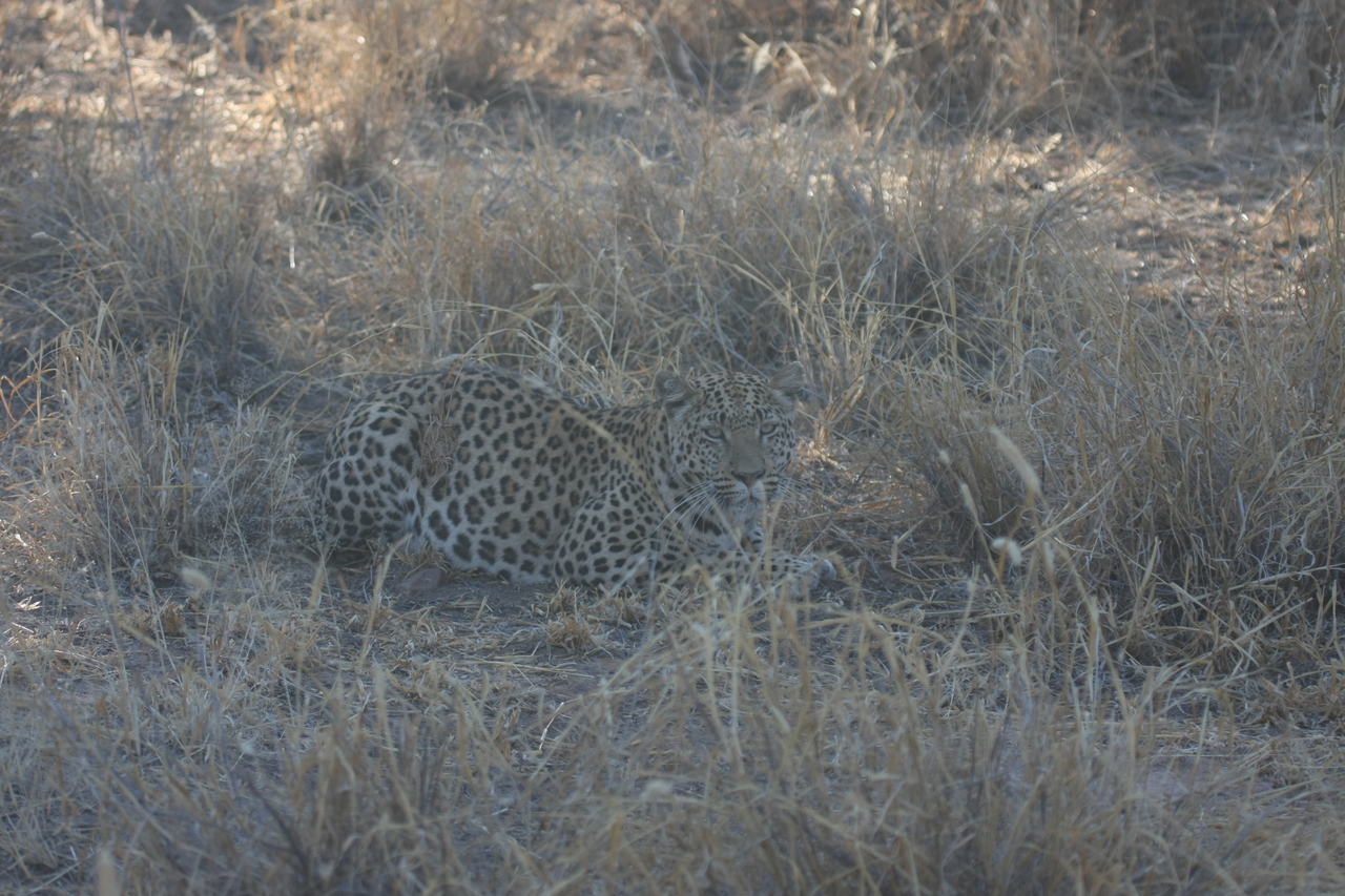 [2580] 2016_06_22_10_58_30_Africa_Canon_EOS_40D_IMG__00534.jpg