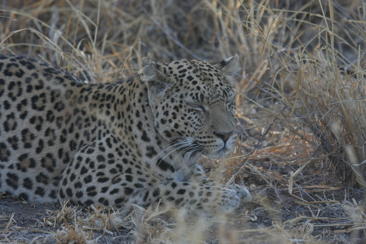 [2605] 2016_06_22_10_59_40_Africa_Canon_EOS_40D_IMG__00557.jpg