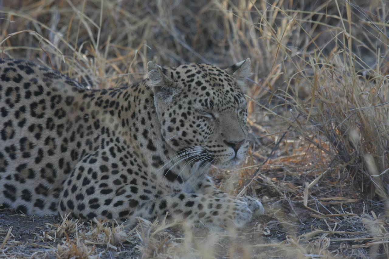 [2609] 2016_06_22_10_59_40_Africa_Canon_EOS_40D_IMG__08005.jpg