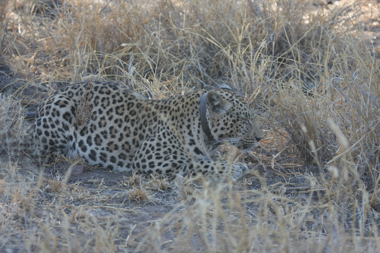 [2629] 2016_06_22_11_00_12_Africa_Canon_EOS_40D_IMG__00566.jpg