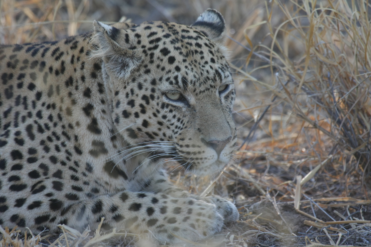 [2643] 2016_06_22_11_00_38_Africa_Canon_EOS_40D_IMG__08017.jpg