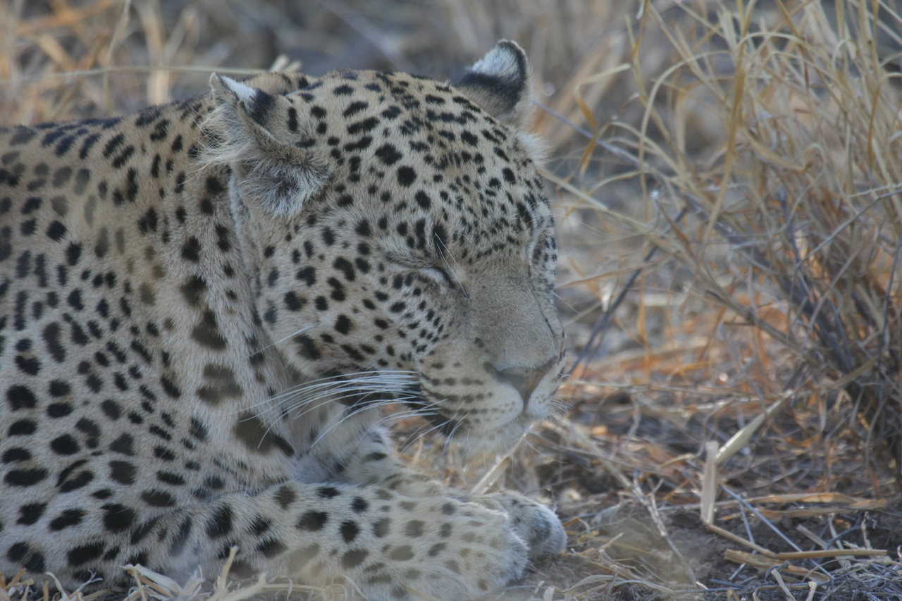 [2648] 2016_06_22_11_00_54_Africa_Canon_EOS_40D_IMG__00554.jpg