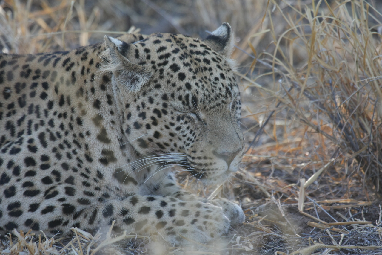 [2657] 2016_06_22_11_01_01_Africa_Canon_EOS_40D_IMG__00575.jpg