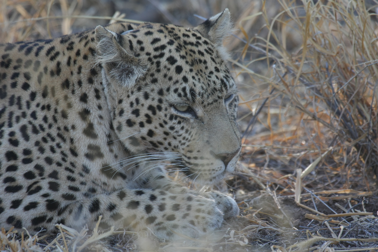 [2670] 2016_06_22_11_01_24_Africa_Canon_EOS_40D_IMG__00579.jpg