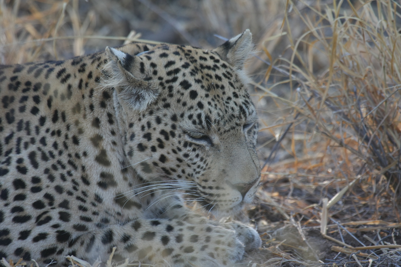 [2683] 2016_06_22_11_01_47_Africa_Canon_EOS_40D_IMG__00584.jpg
