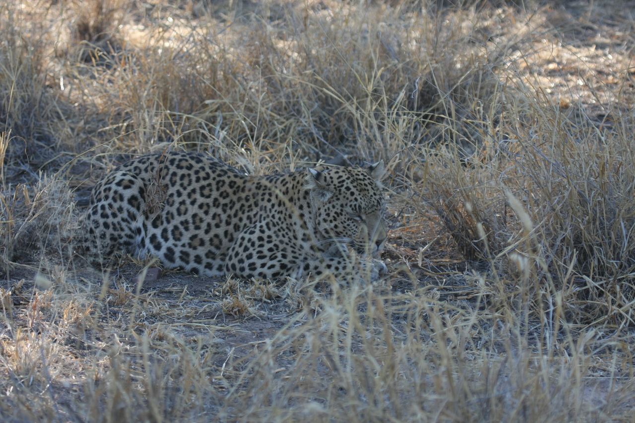[2687] 2016_06_22_11_01_58_Africa_Canon_EOS_40D_IMG__00567.jpg