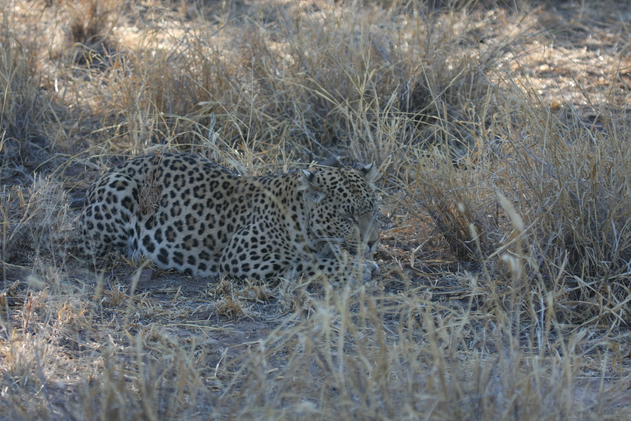 [2693] 2016_06_22_11_02_02_Africa_Canon_EOS_40D_IMG__00569.jpg