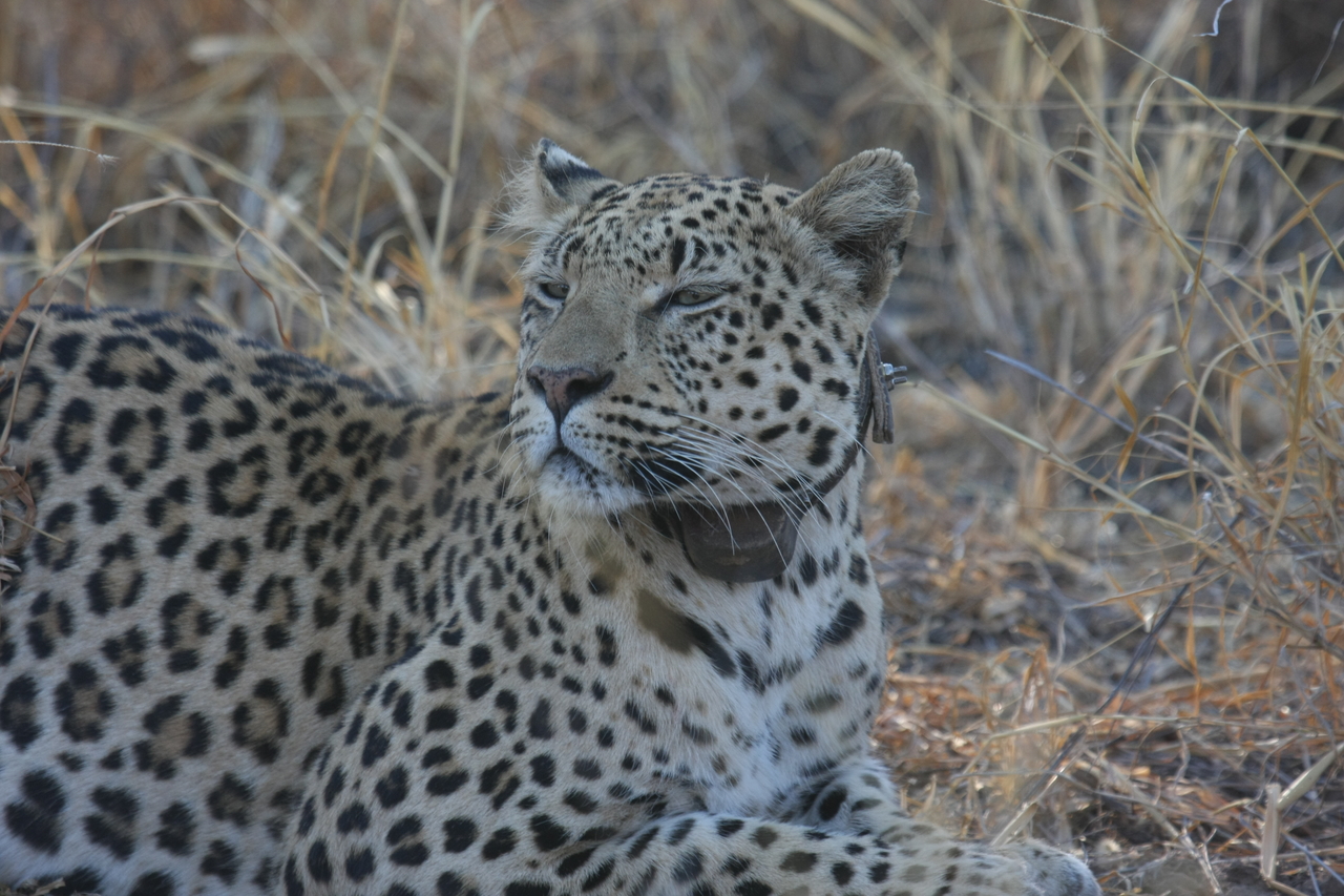 [2701] 2016_06_22_11_02_08_Africa_Canon_EOS_40D_IMG__00589.jpg