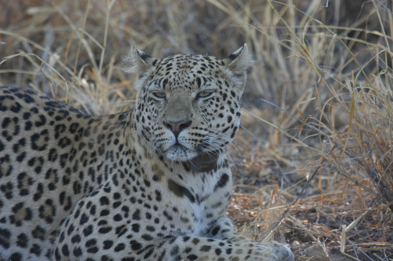[2711] 2016_06_22_11_02_09_Africa_Canon_EOS_40D_IMG__00593.jpg