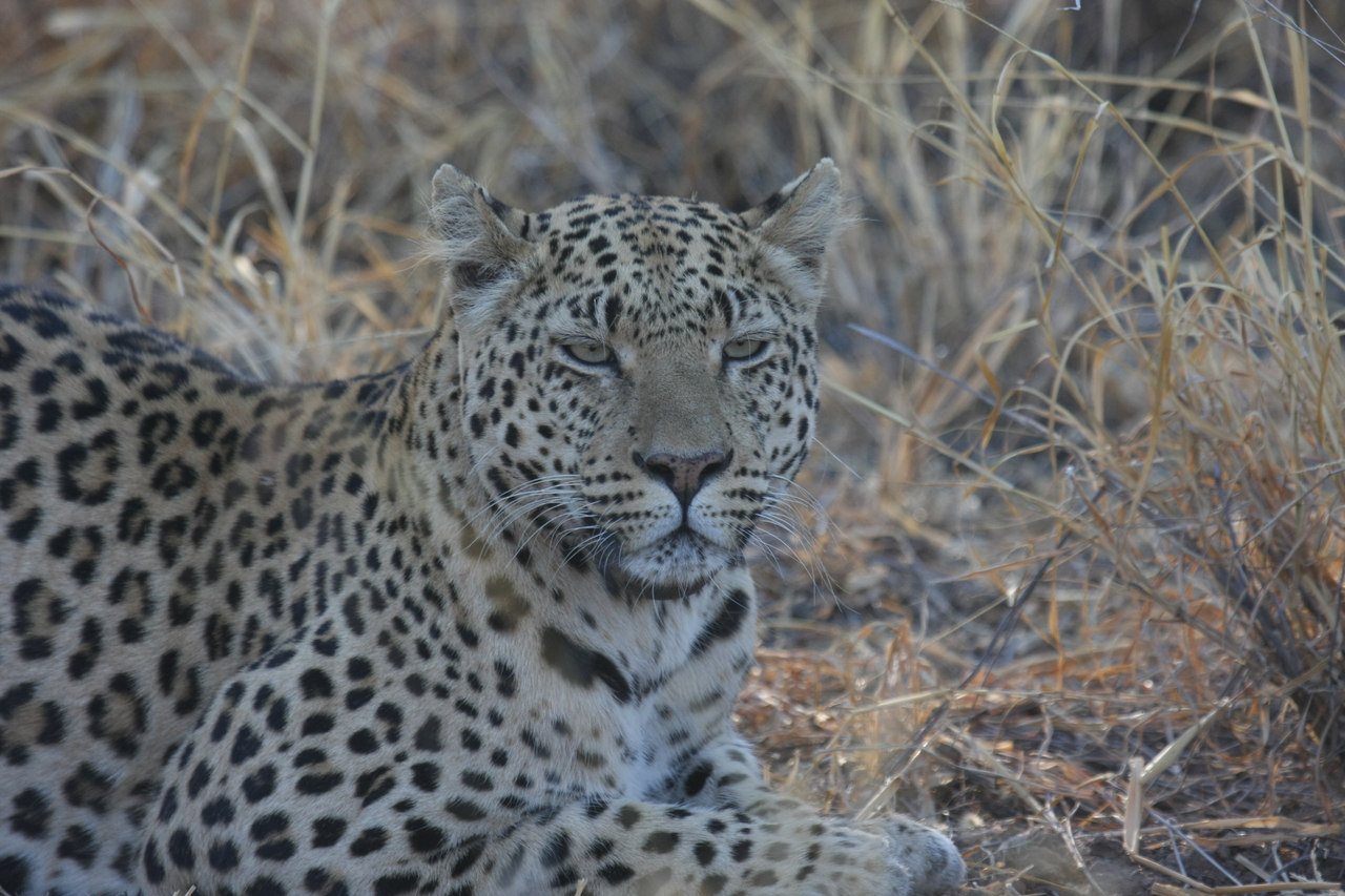 [2729] 2016_06_22_11_02_16_Africa_Canon_EOS_40D_IMG__00599.jpg