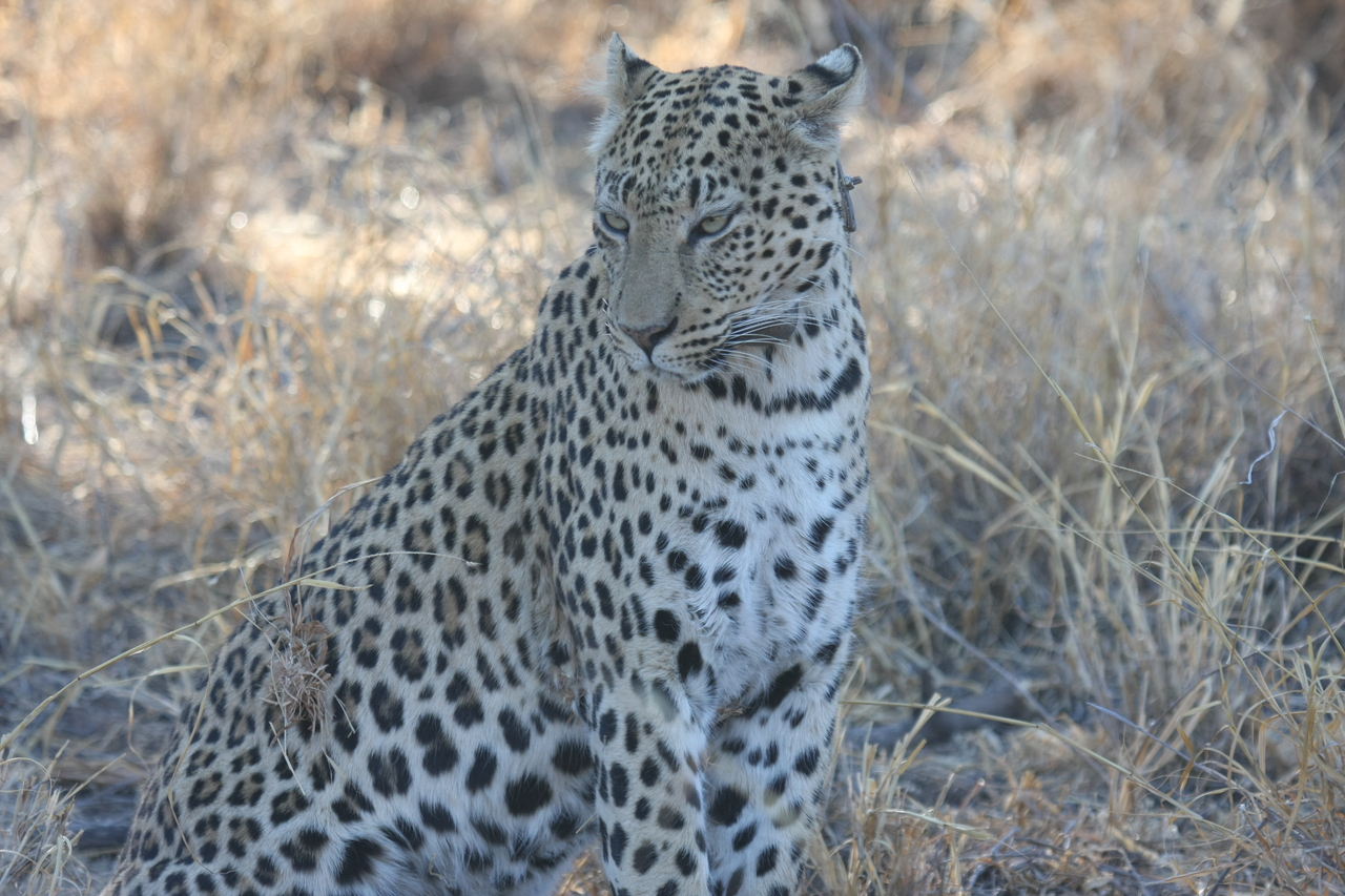 [2736] 2016_06_22_11_02_21_Africa_Canon_EOS_40D_IMG__08048.jpg