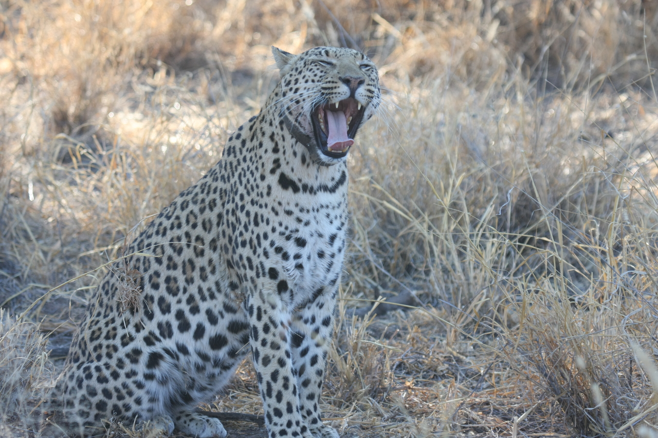 [2746] 2016_06_22_11_02_24_Africa_Canon_EOS_40D_IMG__00604.jpg