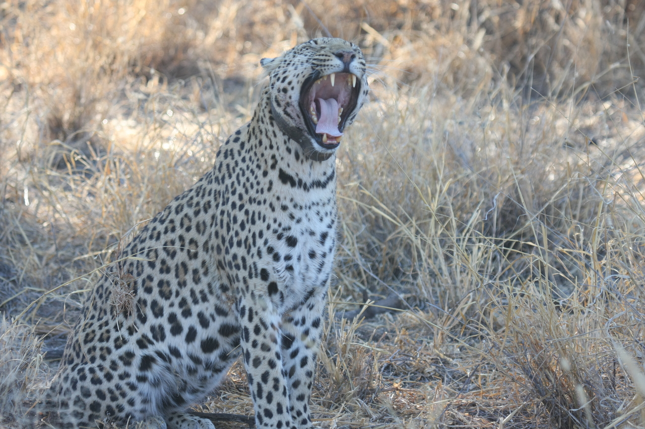 [2747] 2016_06_22_11_02_24_Africa_Canon_EOS_40D_IMG__00605.jpg