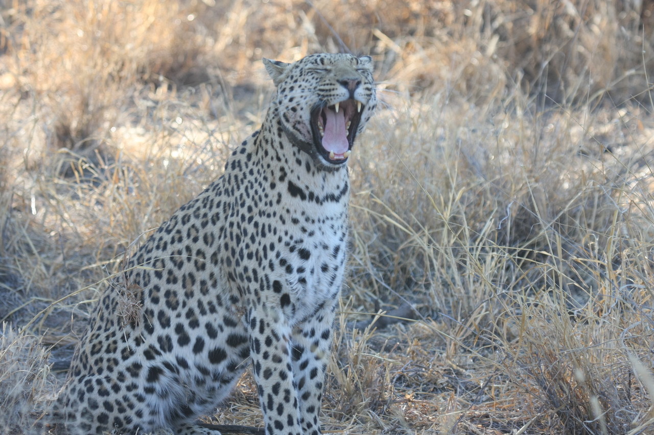 [2748] 2016_06_22_11_02_24_Africa_Canon_EOS_40D_IMG__00606.jpg