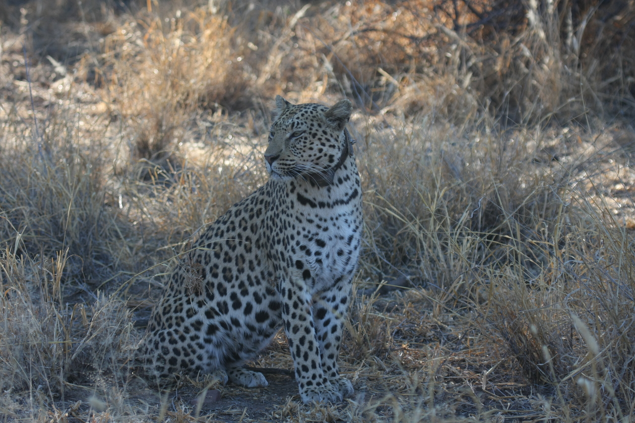 [2752] 2016_06_22_11_02_33_Africa_Canon_EOS_40D_IMG__00588.jpg