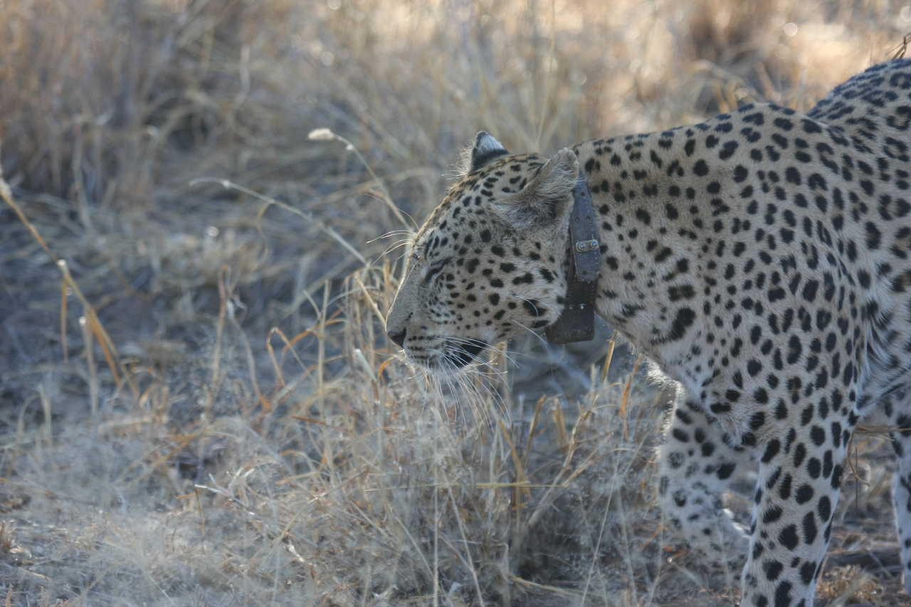 [2773] 2016_06_22_11_02_43_Africa_Canon_EOS_40D_IMG__00613.jpg