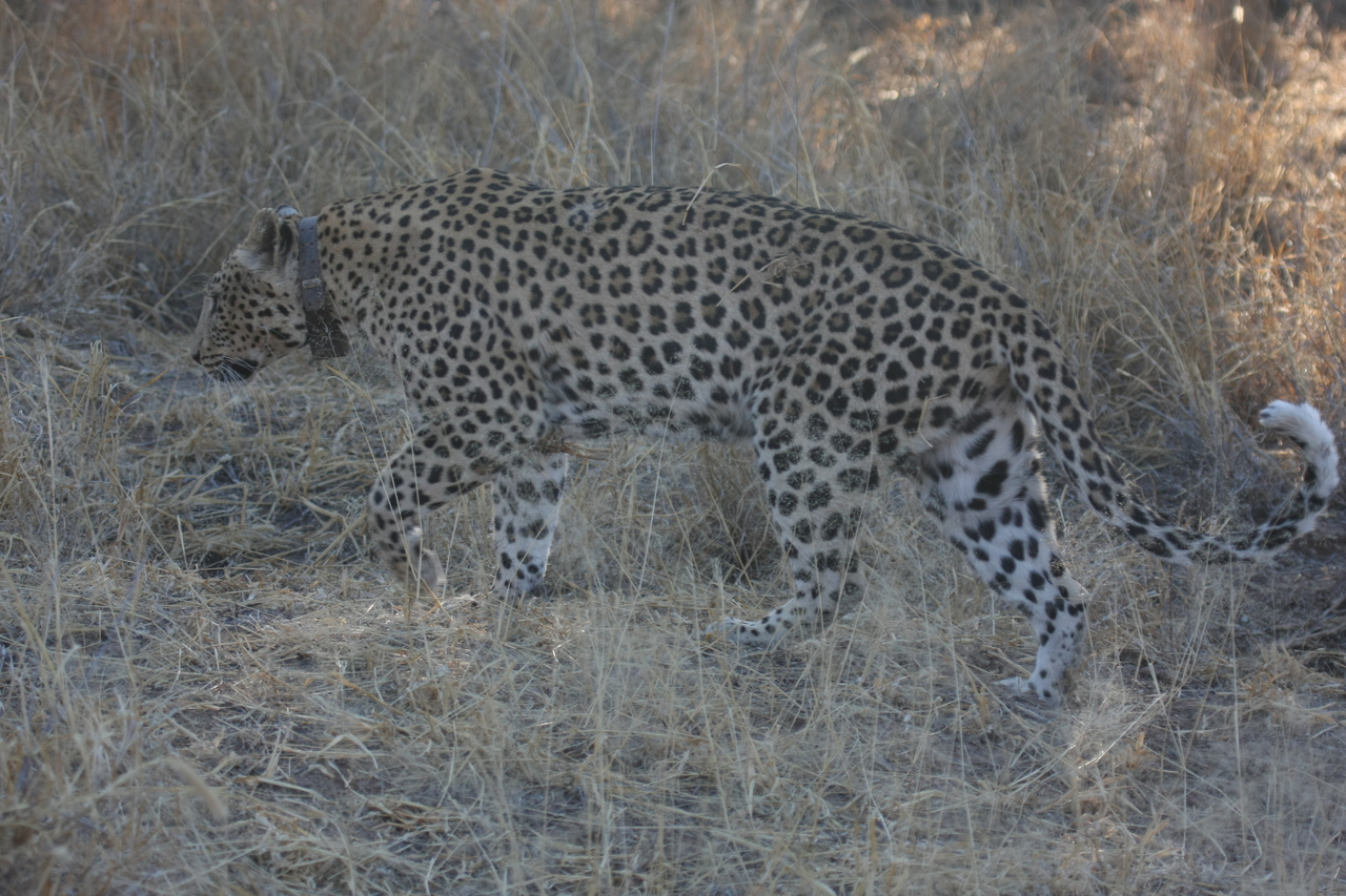 [2786] 2016_06_22_11_02_48_Africa_Canon_EOS_40D_IMG__00598.jpg