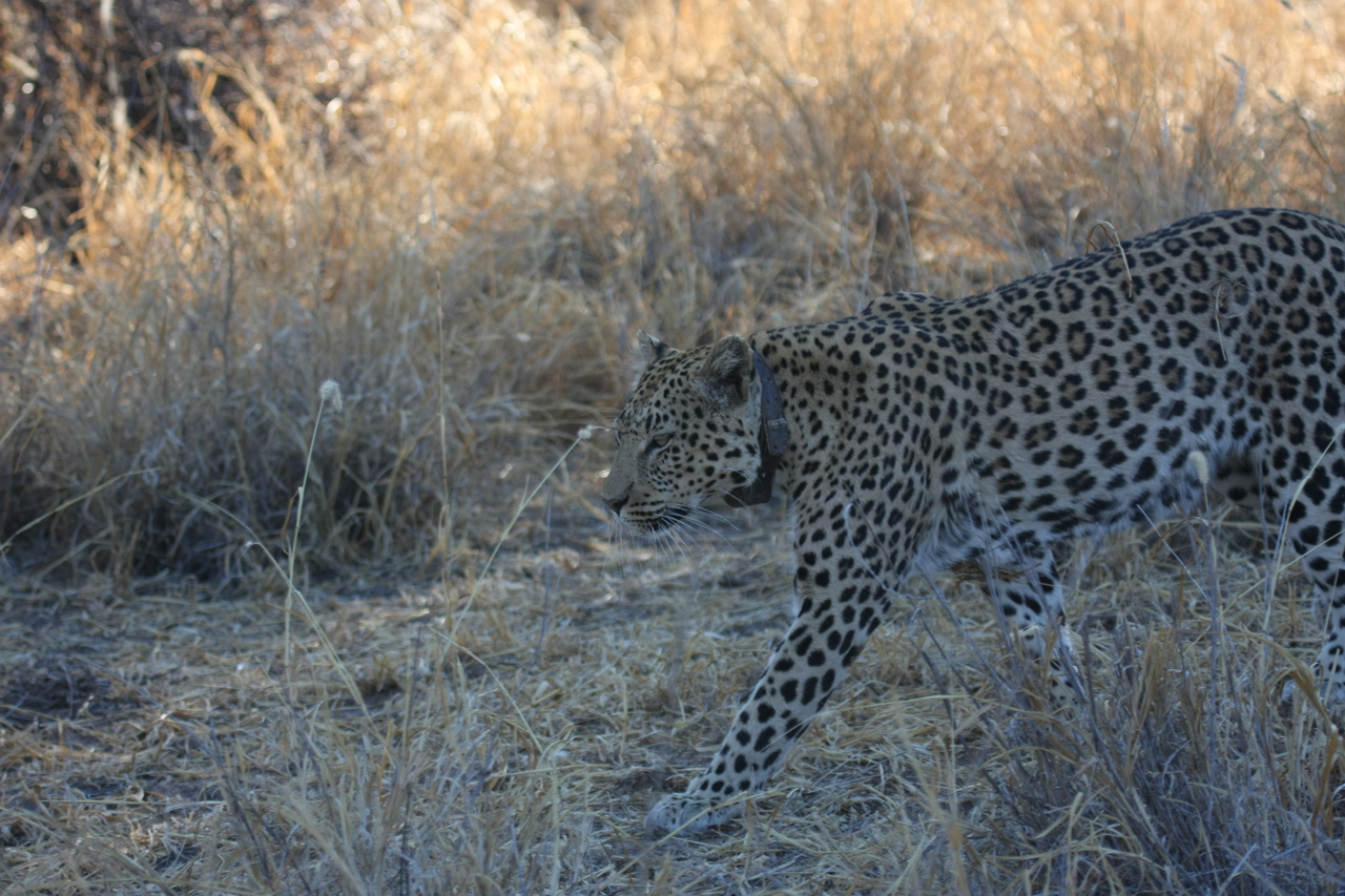 [2796] 2016_06_22_11_02_54_Africa_Canon_EOS_40D_IMG__00602.jpg