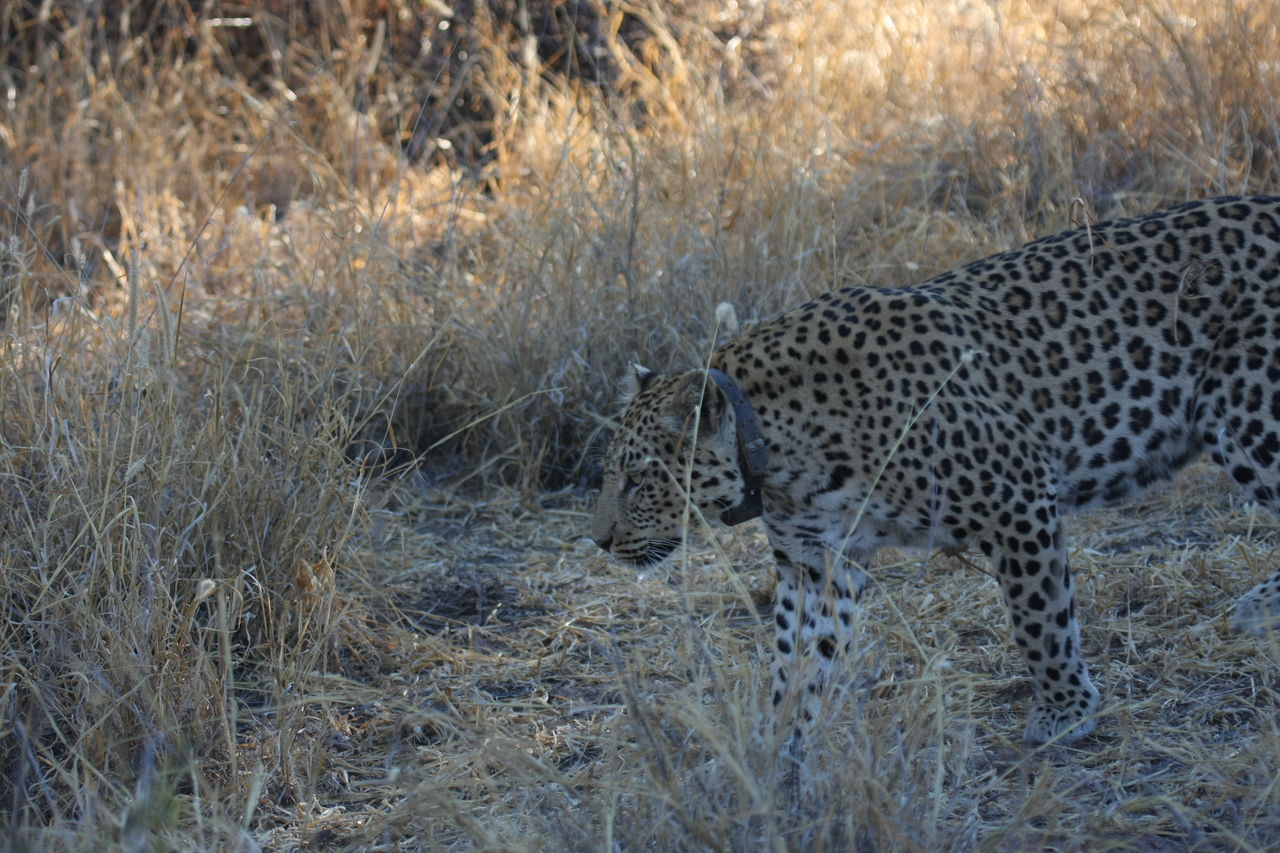 [2806] 2016_06_22_11_02_55_Africa_Canon_EOS_40D_IMG__00623.jpg