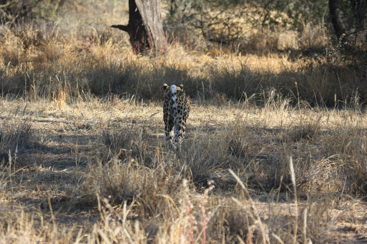 [2809] 2016_06_22_11_03_29_Africa_Canon_EOS_40D_IMG__00605.jpg