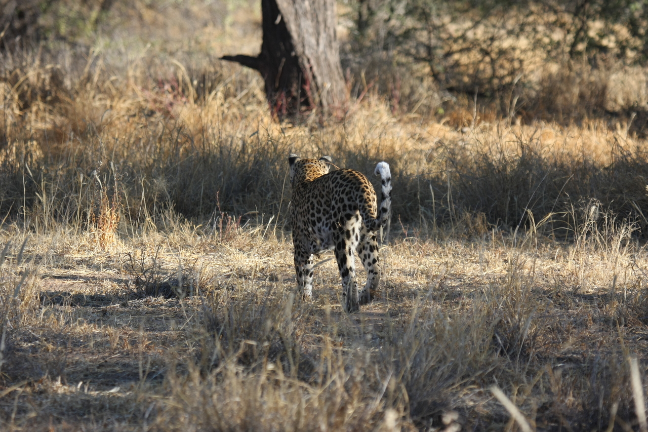 [2813] 2016_06_22_11_03_33_Africa_Canon_EOS_40D_IMG__00607.jpg