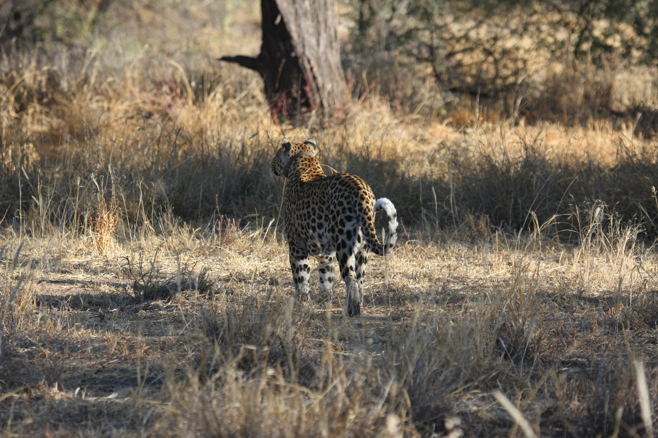 [2827] 2016_06_22_11_03_38_Africa_Canon_EOS_40D_IMG__00611.jpg