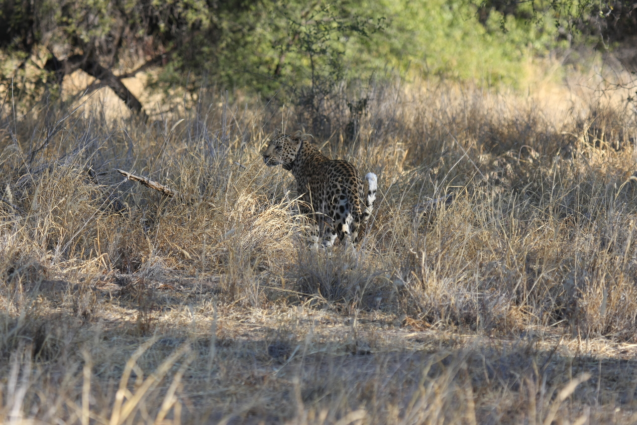 [2833] 2016_06_22_11_04_00_Africa_Canon_EOS_40D_IMG__00613.jpg