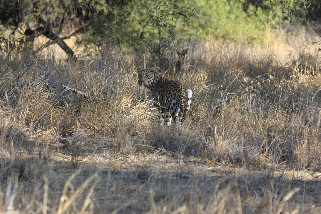 [2837] 2016_06_22_11_04_00_Africa_Canon_EOS_40D_IMG__00633.jpg