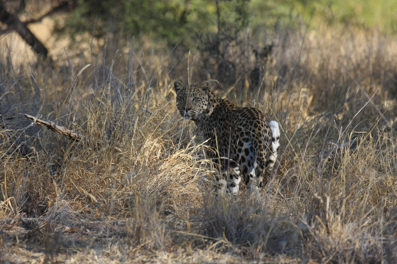 [2846] 2016_06_22_11_04_02_Africa_Canon_EOS_40D_IMG__00636.jpg