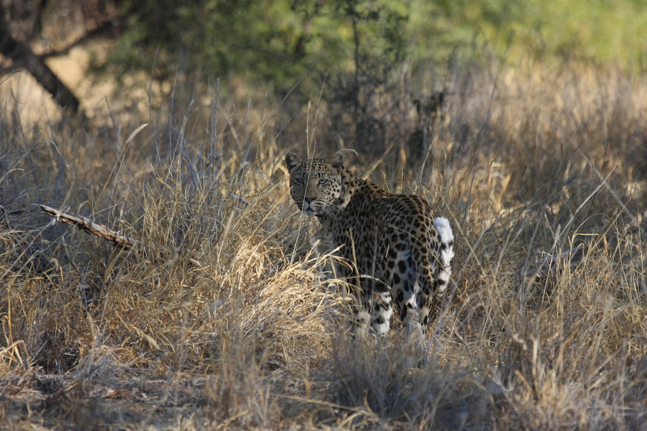[2853] 2016_06_22_11_04_04_Africa_Canon_EOS_40D_IMG__00638.jpg