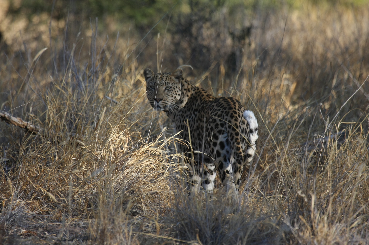 [2862] 2016_06_22_11_04_10_Africa_Canon_EOS_40D_IMG__00624.jpg