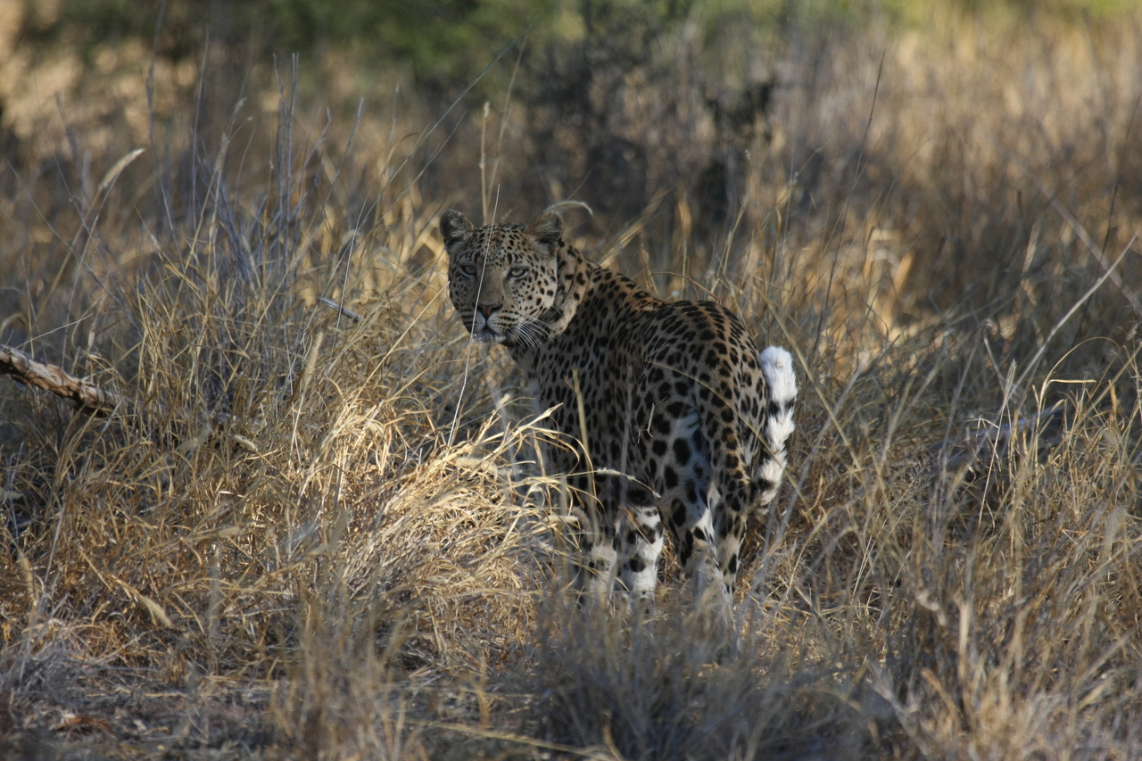 [2867] 2016_06_22_11_04_10_Africa_Canon_EOS_40D_IMG__08089.jpg