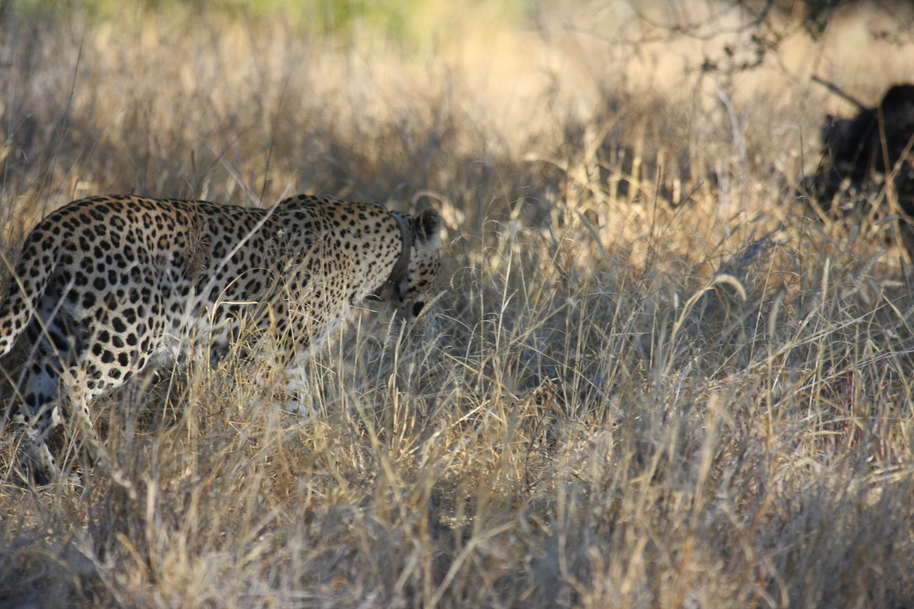 [2876] 2016_06_22_11_04_15_Africa_Canon_EOS_40D_IMG__00646.jpg