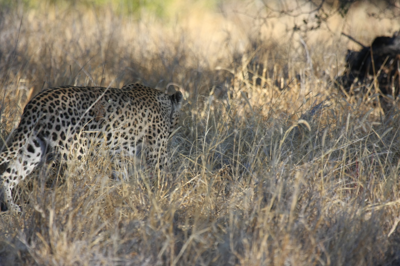 [2877] 2016_06_22_11_04_15_Africa_Canon_EOS_40D_IMG__00647.jpg