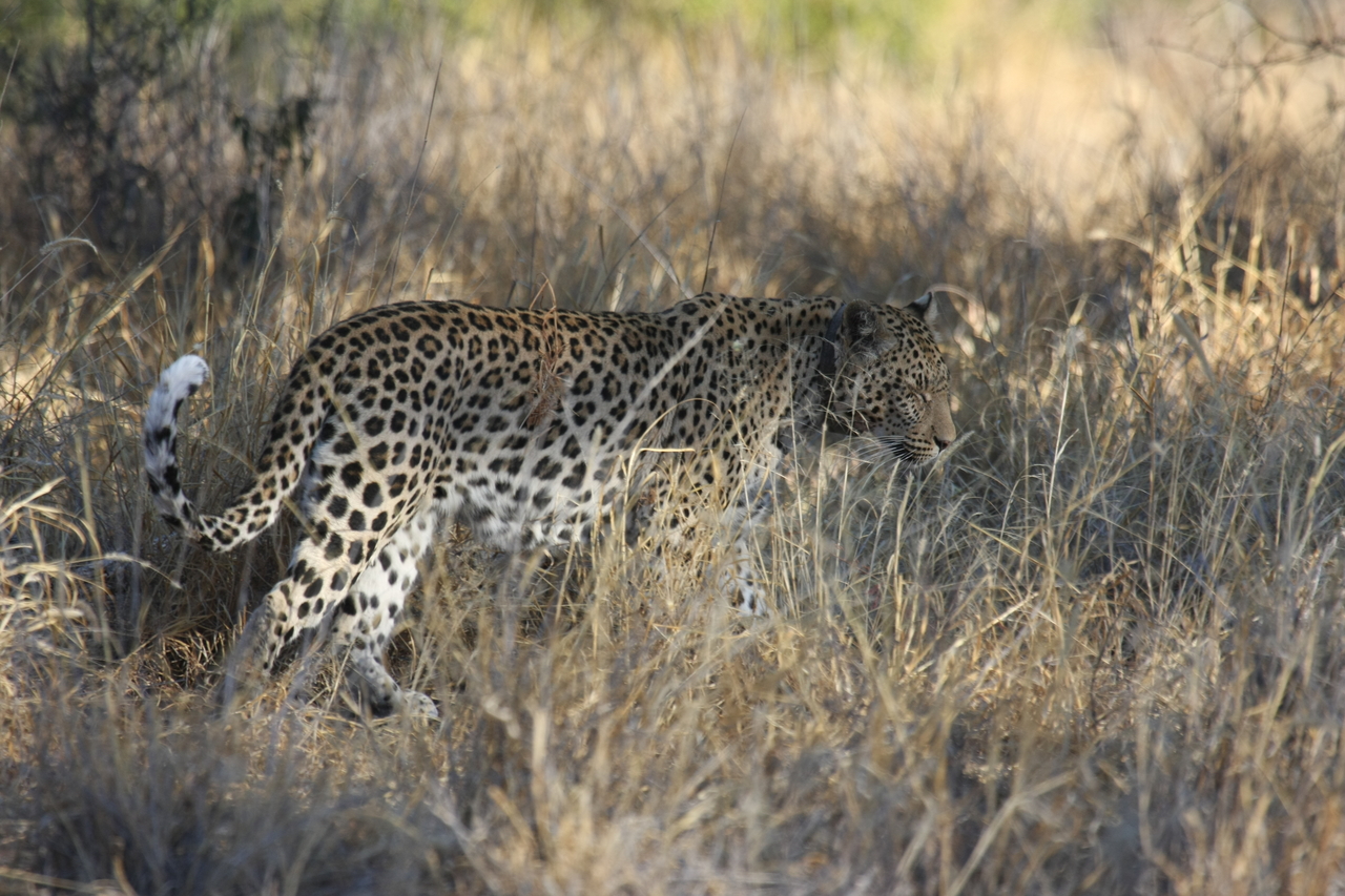 [2878] 2016_06_22_11_04_15_Africa_Canon_EOS_40D_IMG__08092.jpg