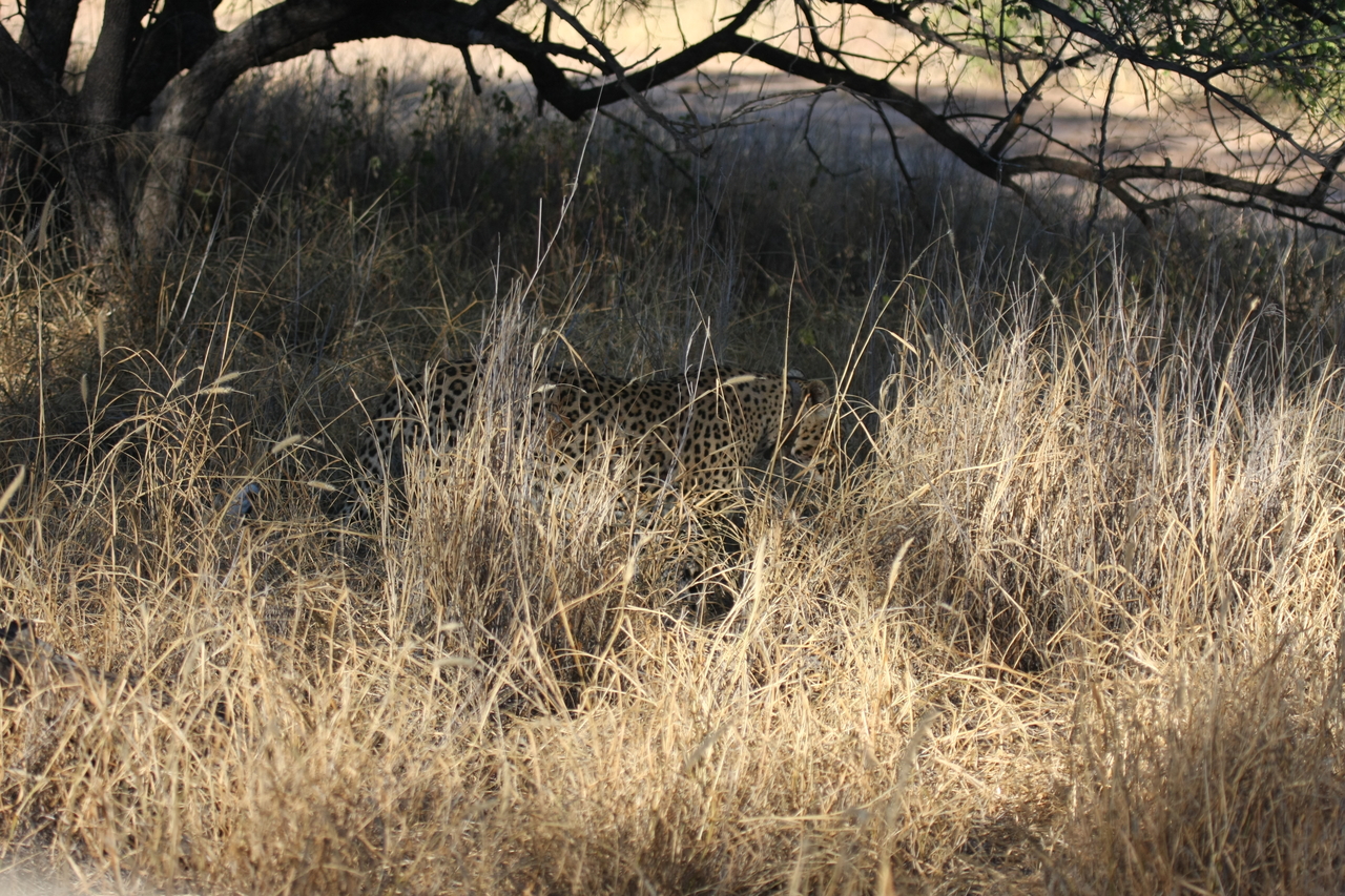 [2900] 2016_06_22_11_05_54_Africa_Canon_EOS_40D_IMG__00654.jpg