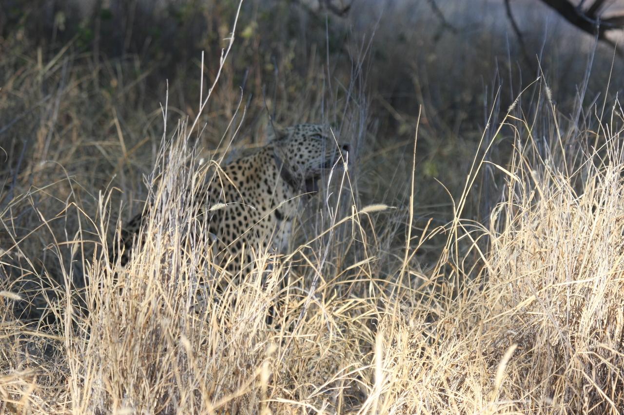 [2917] 2016_06_22_11_06_25_Africa_Canon_EOS_40D_IMG__08105.jpg