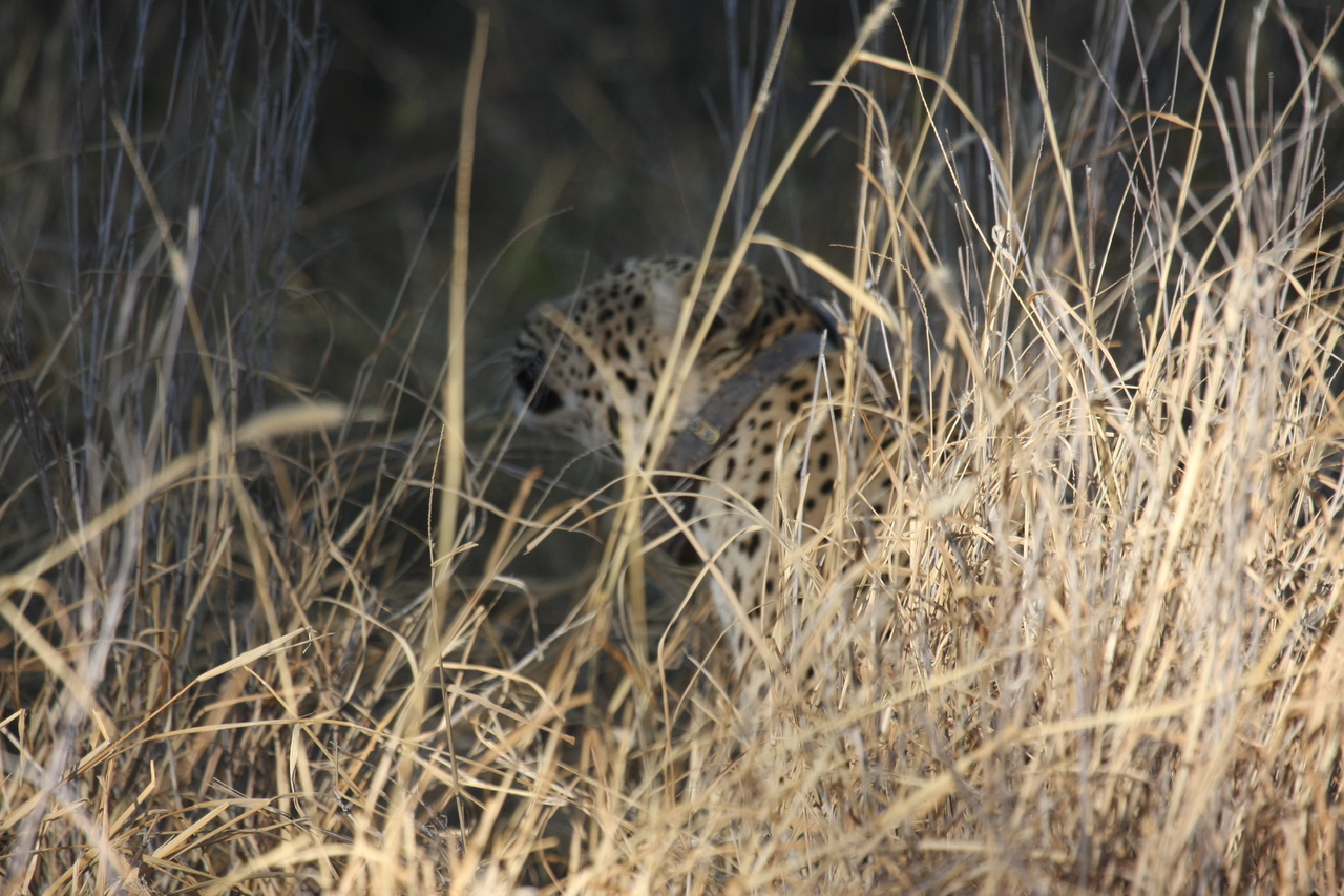 [2951] 2016_06_22_11_07_40_Africa_Canon_EOS_40D_IMG__00653.jpg