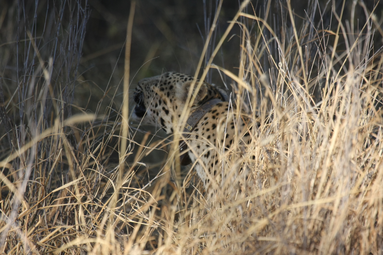 [2952] 2016_06_22_11_07_40_Africa_Canon_EOS_40D_IMG__00671.jpg